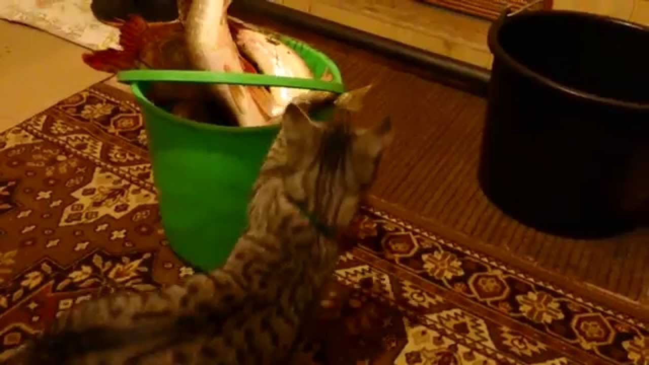 Видит око, да зуб неймет