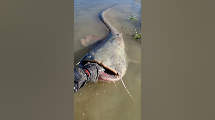 cuando creéis que mide ?? 🔥 #fishing #pesca #catfish #siluro #deportes