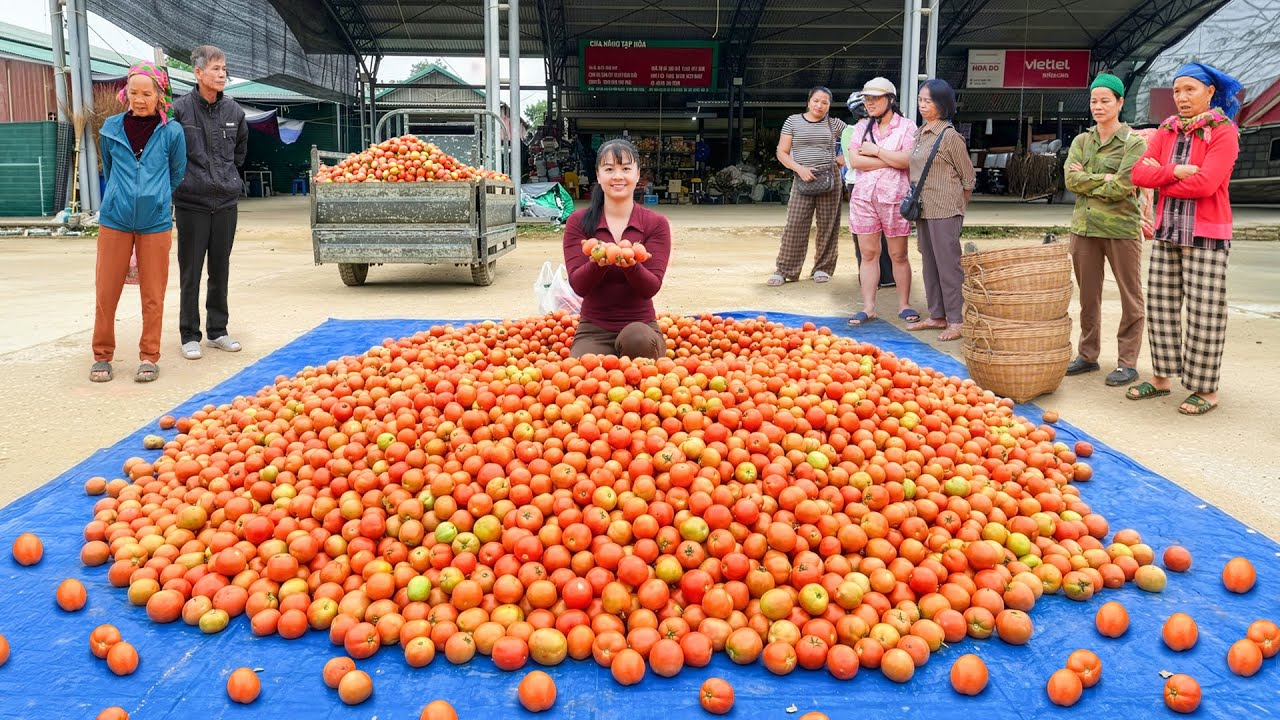 Harvest Lots Of Tomatoes At The Farmer's Thriving Tomato Garden, Use Truck Transport To Market Sell