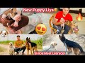 Finally rock or lami ka puppy ghar le aayerock reaction  simba meet labrador rockey dosti karvai