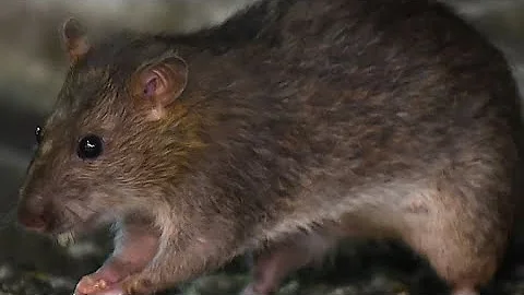 Operation Tsukiji: Tokyo battles rats as iconic ma...