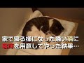 急に冷えた日の元野良3兄妹の様子