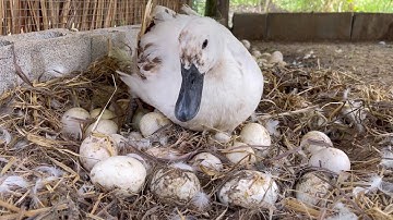 Duck laying a a egg that looked soo easy - Hatching duck kick out one of her egg from nest