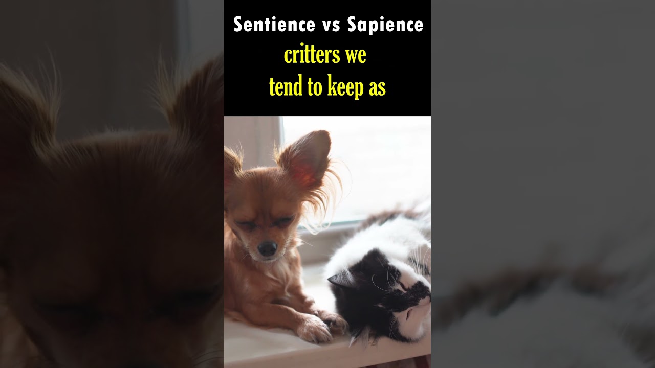 Sentience vs Sapience