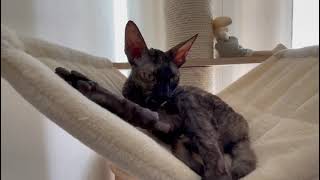 Cornish Rex in sweet home 🥰❤🌞 by Diana Horn 83 views 1 year ago 27 seconds