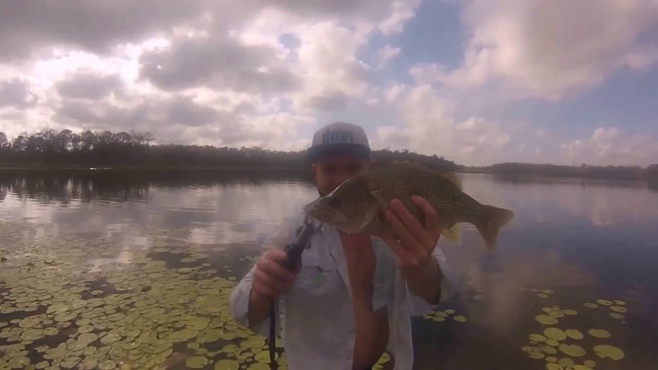 Bass Fishing Brisbane YouTube