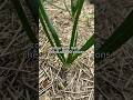 UPDATE: I Planted 100 Onions