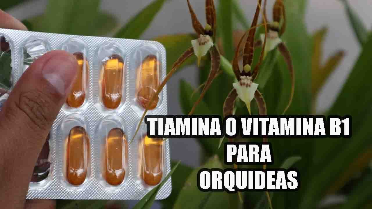TIAMINA o Vitamina B1 Para Recuperar a  tus Orquideas