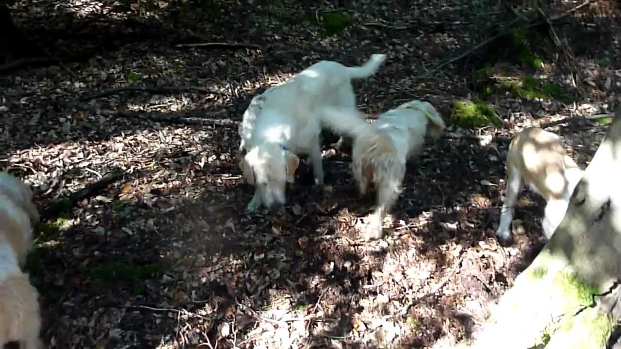 PBGV hunting Mice YouTube pbgv-hunting-mice-youtube