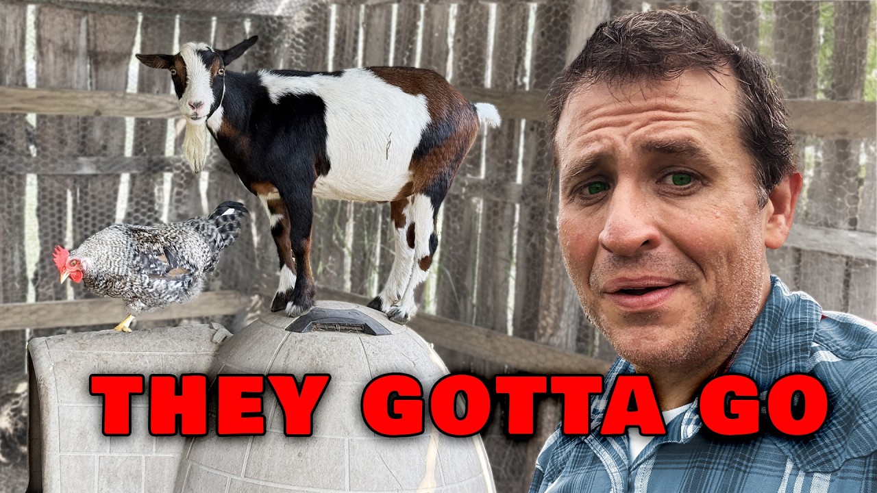 I'm Selling My Chickens and My Goats are in Jail