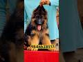 German shepherd puppies available in kerala #shorts