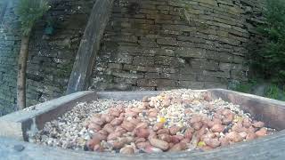 Cute Robin Redbreast Extreme Close-Up