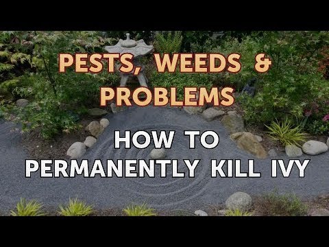 Hoe permanent Kill Ivy