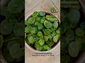 Pennywort | 7 Days. That’s All It Took 🌱✨One Week Plant Magic 😍😳🌿Weekly Growth Update You’ll Love