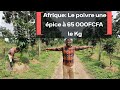 Afrique: Le poivre une épice à 65 000FCFA le Kg