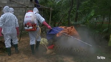 Phóng Sự Việt Nam: Nguy cơ dịch cúm gia cầm chưa qua kiểm dịch