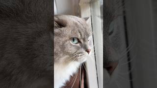 Download Lagu I see a bird and I: Ekekeke MP3