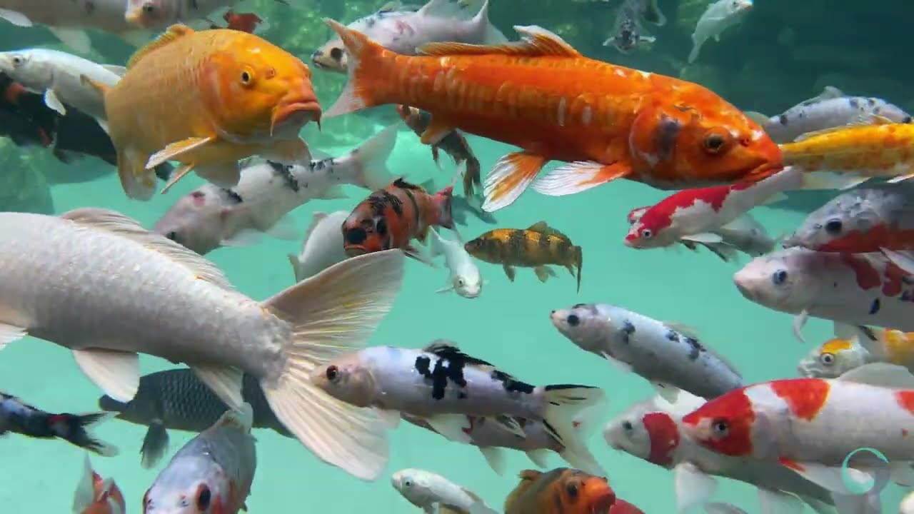 Conheça o lago da minha casa - ECOSYS