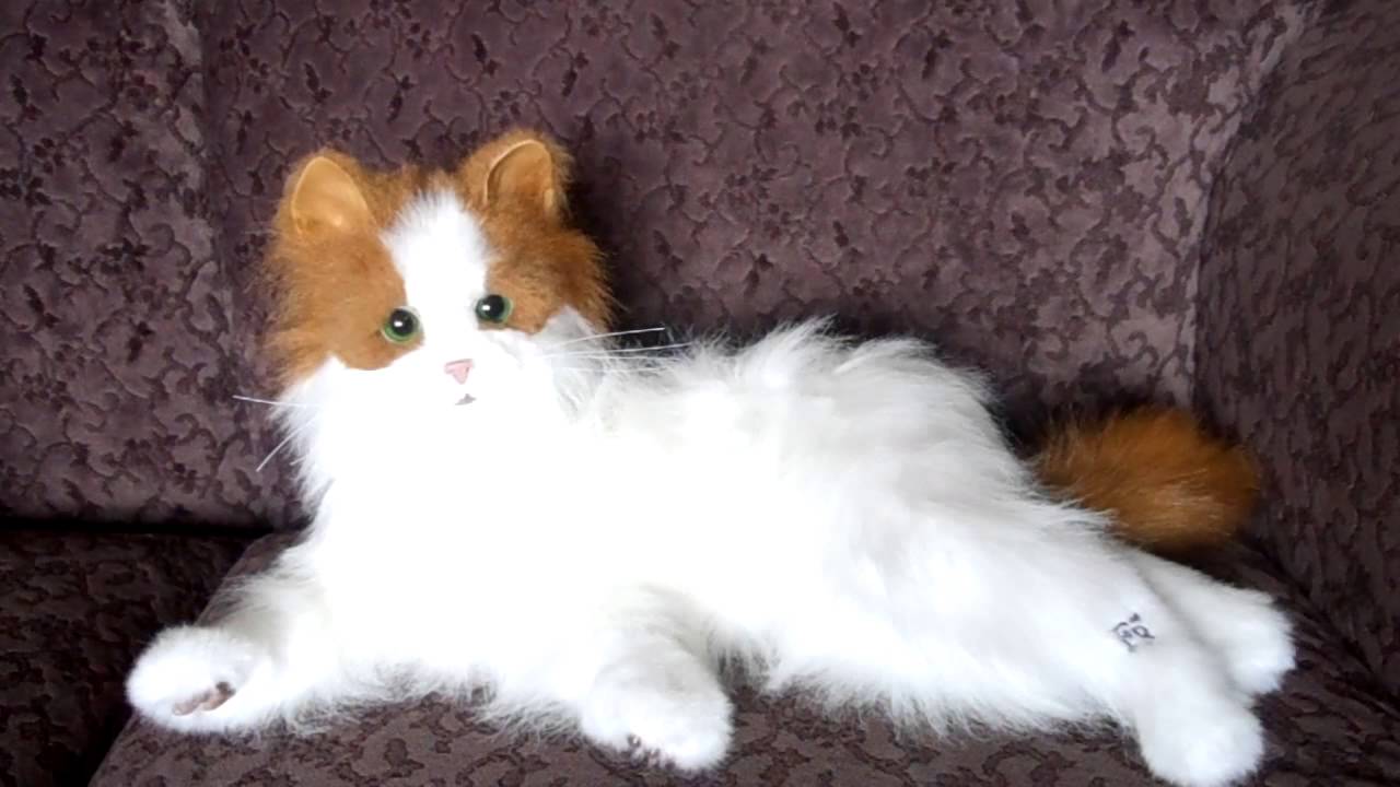 LULU MY CUDDLIN KITTY CAT  PURRS  MEOWS  YouTube