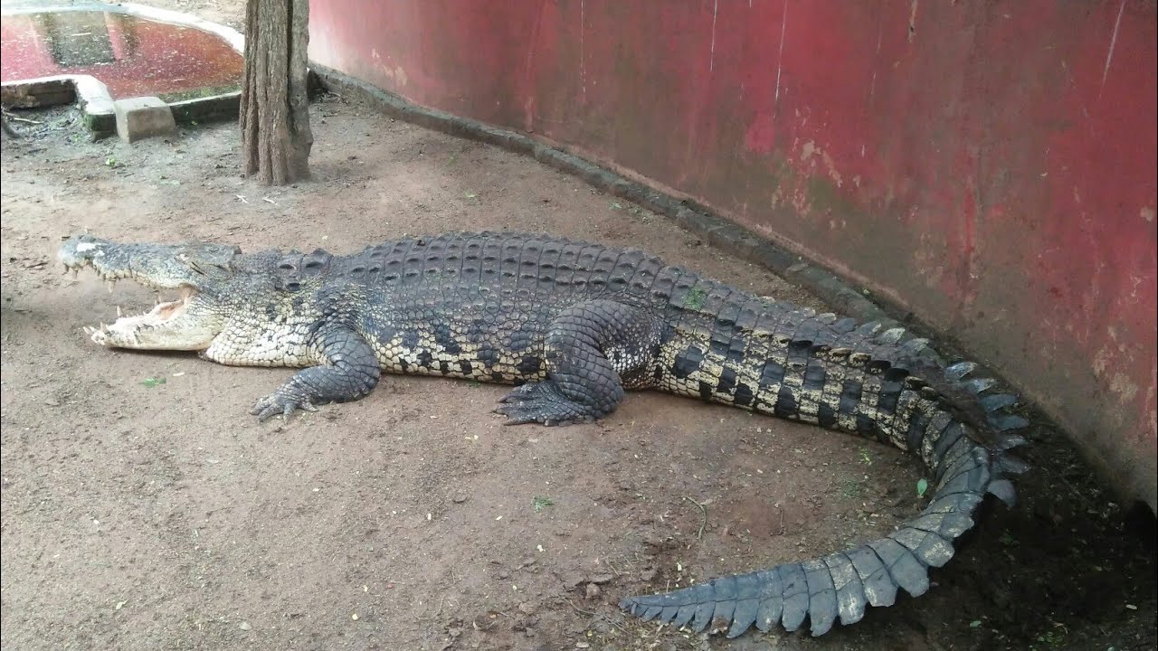 video phone beyonce mp3 Chennai snake park | Part - ll