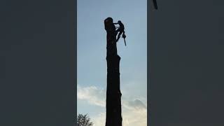 Tree Climbing - Tecnica Di Arrampicata Sugli Alberi