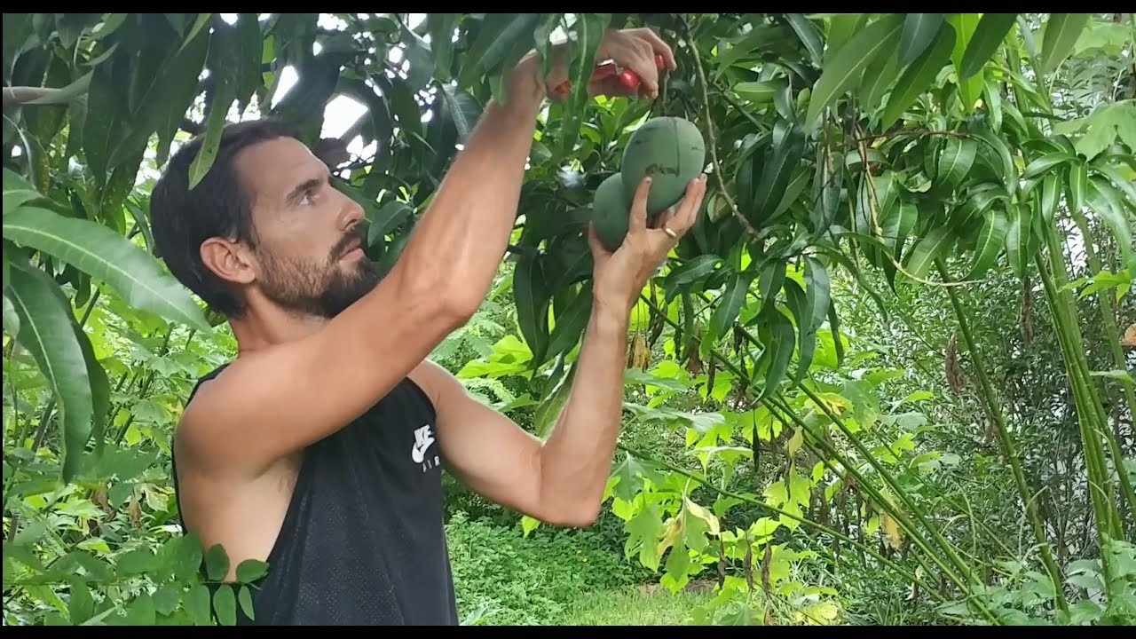 MANGO TASTING TEASER: harvesting several varieties at home - YouTube