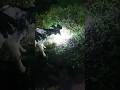 Goat Eating Dinner With Headlight | COOL KIDS SG