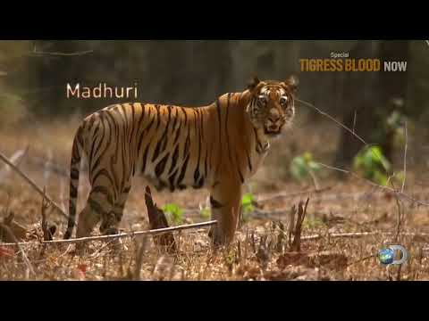 Video: Amur tiger: ảnh, mô tả. Có bao nhiêu con hổ Amur còn lại trên thế giới?