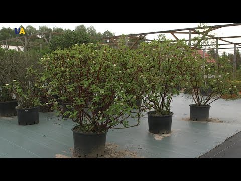 Видео: Растения за разсадник