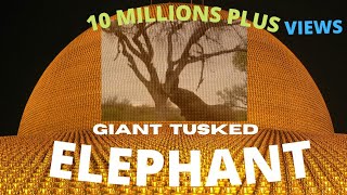 GIANT TUSKED ELEPHANT #SHORTS