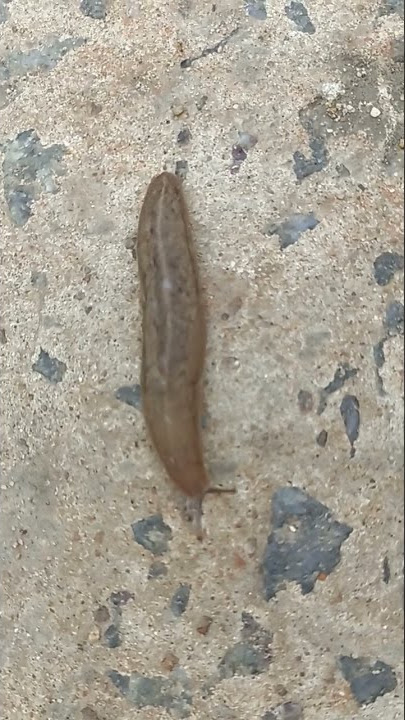 #Leech(Jalaga) #Different types of inserts.....
