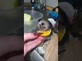#animals #exotic #marmoset #monkey #marmosetmonkey #marmosets #обезьяна #reccomended #pets