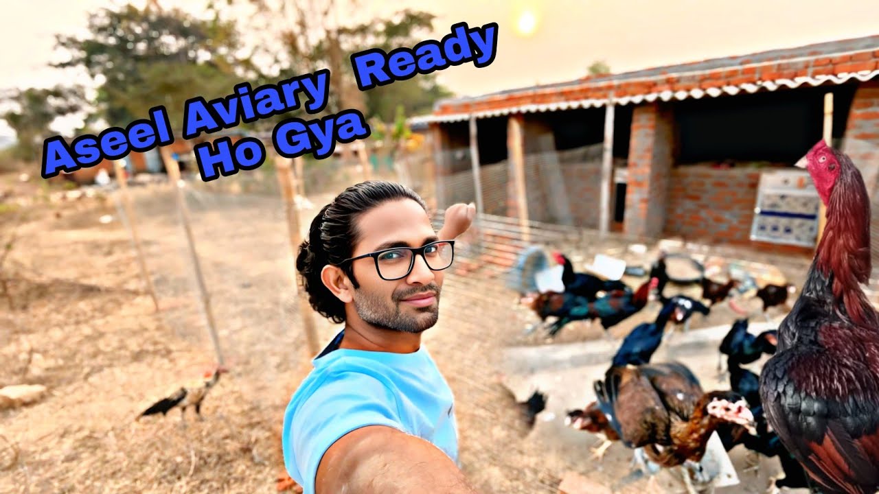 Aseel  Aviary  ban k ready