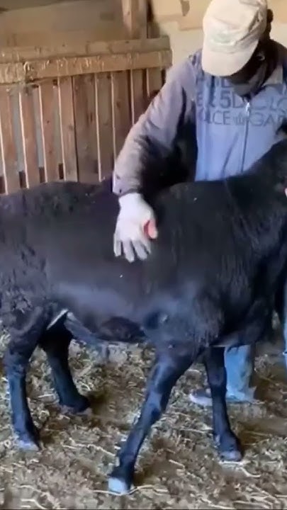 Гиссарские кочкоры😍🔥 #гиссар #goat #sheep #арашан #овцы #shorts #horse ...
