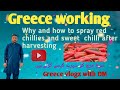 How to spray red chillies you can also call sweet chillies how to spray it