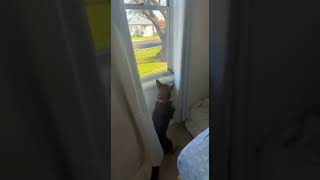 Bird Runs Into Window Chased By Dogs In House