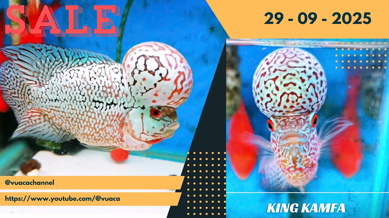 Sưu Tầm Kamfa Siêu VIP Đi Đôi Giảm Giá Mạnh Nhưng Chất Lượng Cao (JT8kamfa 0933333250)