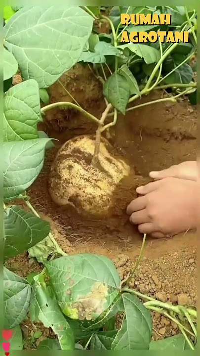 Begini Bengkoang Agar Umbinya Besar