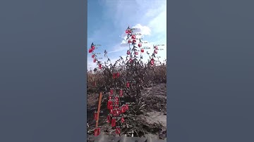 Ground Robot Pod Detection System