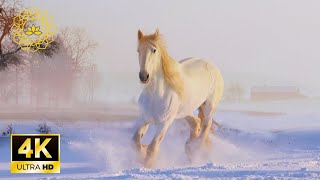 موسيقى كلاسيكية هادئة وعالم الخيول • موسيقى للشفاء من الإجهاد والقيامة screenshot 4