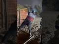 USPSA - SFPC - Thursday PM - 1/23/25 - Stage 2 #uspsa #staccato #OutdoorDynamics