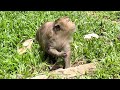 Cutie small baby monkey and wonderful mom #monkey #babymonkey #animal #animallovers