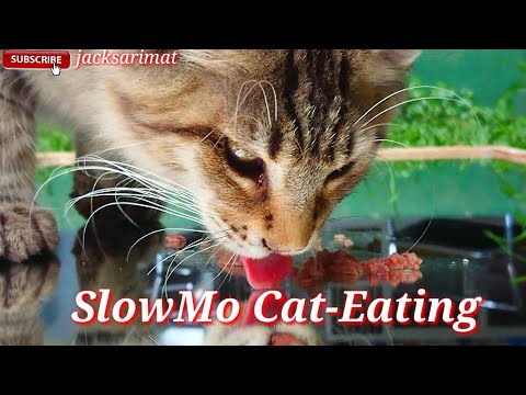 viral-kucing-lucu-||-slow-motion-cat-eating|-deep-look