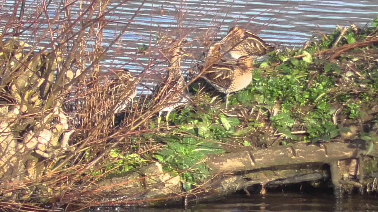 Common Snipe at RSPB Sandwell Valley - YouTube