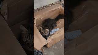 anak kardus #petlovers #cat #imut #kucinggemes #kitten