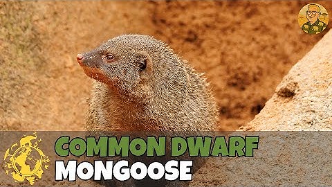 Common Dwarf Mongoose | The zoo animals at the Allwetterzoo Münster | Zootastic