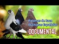 Documental Palomas de Raza Buchonas Españolas