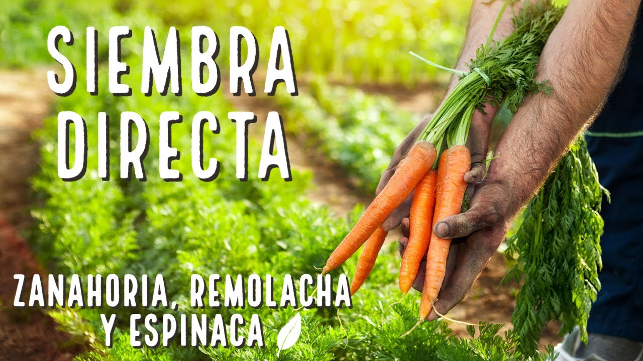Siembra directa de Zanahoria, Remolacha y Espinaca y transplantes
