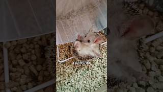 УШАСТАЯ КУКИ😍🥰❤️🥹#ежик#ёж#ёжик #питомцы