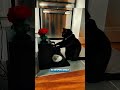 😱‼️smart black cat #Shorts